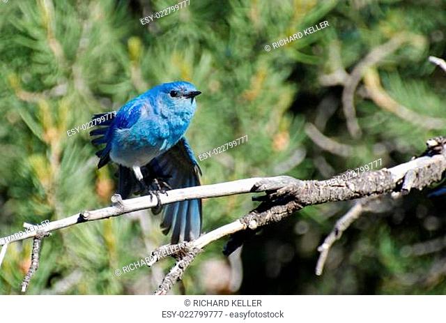 Mountain Bluebird Perched in a Tree