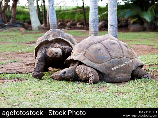 two Big Seychelles turtles in park