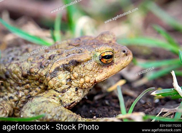 A common toad, boa boa, at the edge of a pond