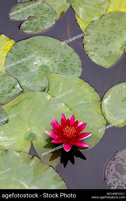 Water lilies floating in pond
