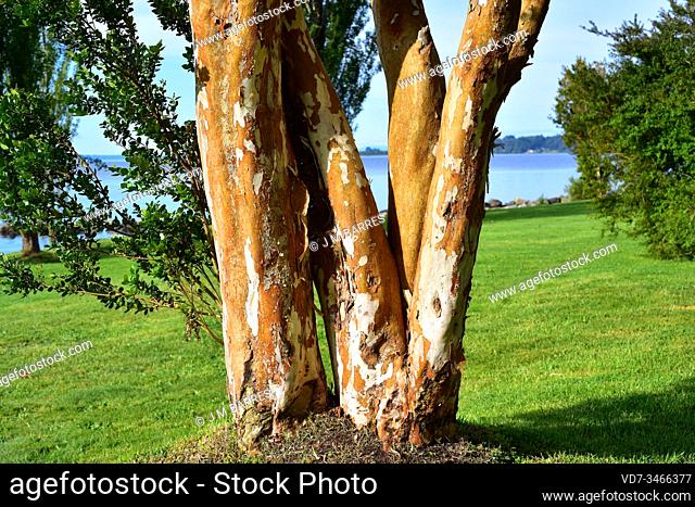 Arrayan chileno (Luma apiculata) is an evergreen tree native to temperate forests to Argentina and Chile. Trunk detail. This photo was taken in Llanquihue Lake