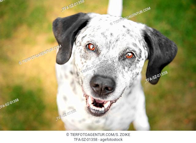 Border-Collie-Labrador-Retriever Portrait