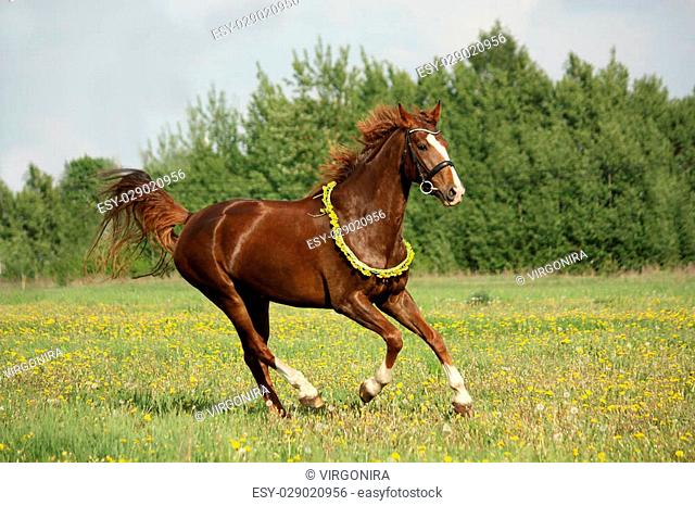 Chestnut horse galloping at dandelion field with circlet