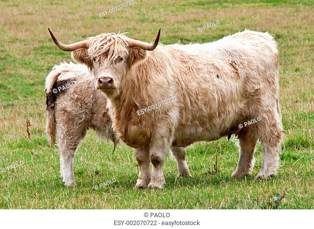Calf with mother