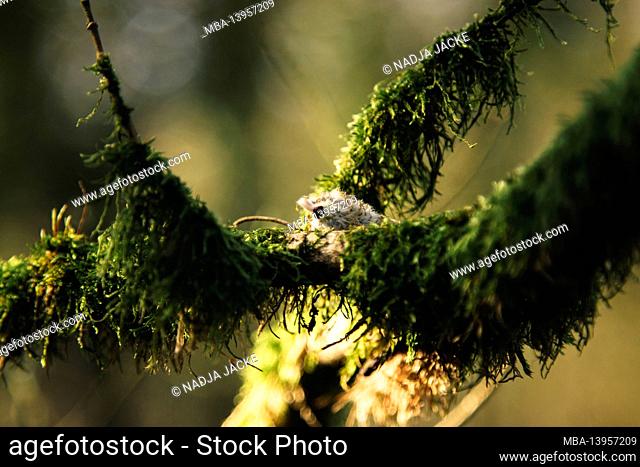 Germany, Teutoburg forest, blue lagoon, Lengerich, branches, moss
