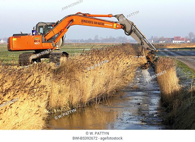 reed grass, common reed (Phragmites communis, Phragmites australis), shovel excavator dredging water ditch, Belgium