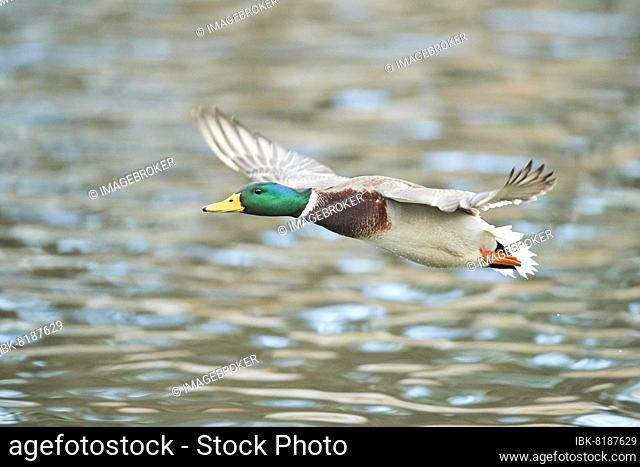 Wild duck (Anas platyrhynchos) male flying over a lake, Bavaria, Germany, Europe