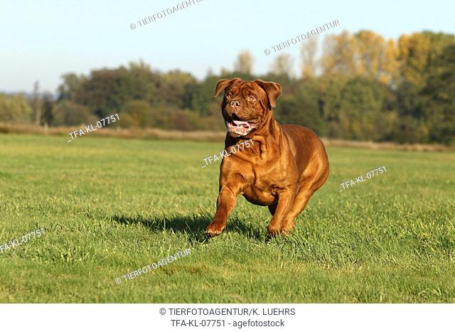 running Bordeaux dog