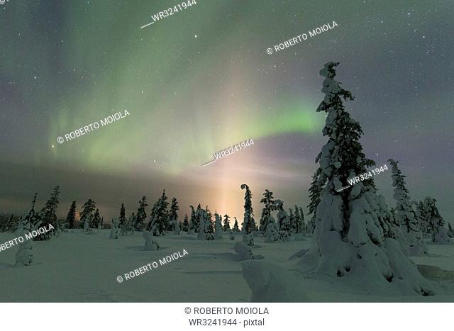 Northern Lights (Aurora Borealis) above the snowy woods, Pallas-Yllastunturi National Park, Muonio, Lapland, Finland, Europe