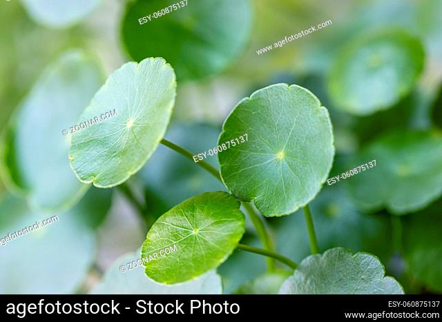 Hydrocotyle vulgaris closeup, aquatic ornamental plant, green leaves background