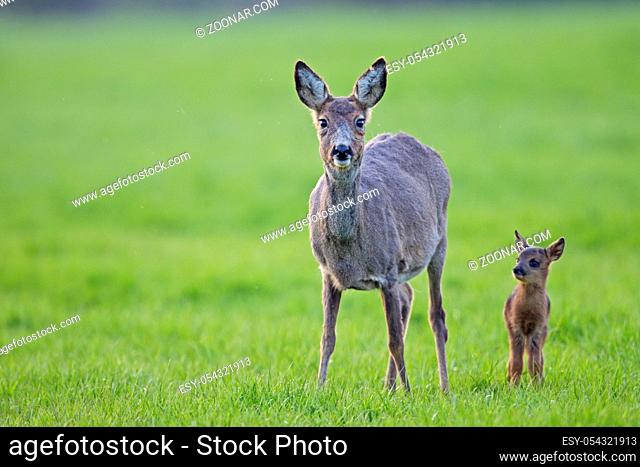 Ricke und Rehkitz stehen auf einer Wiese und aeugen aufmerksam zum Fotografen - (Europaeisches Reh - Rehwild) / Roe Deer doe and fawn stand on a meadow and...