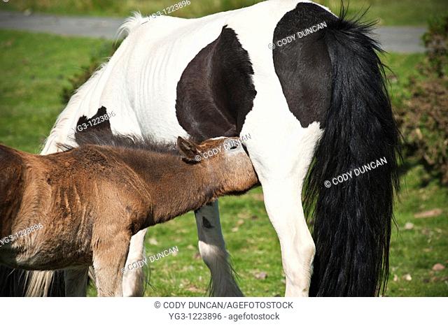 Welsh mountain pony foal feeds from mother, Hay Bluff, Wales