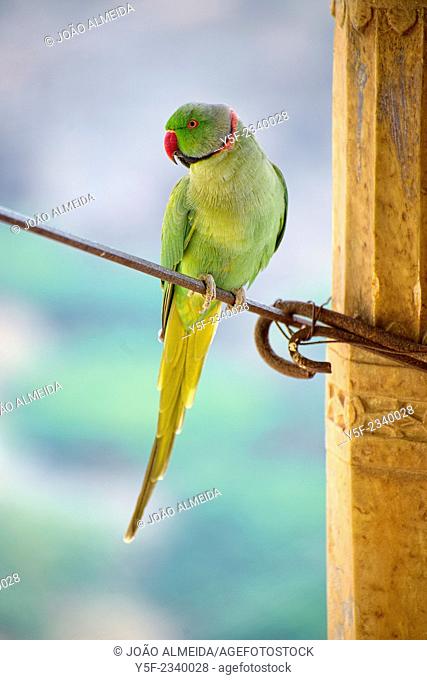 Parakeet resting at a wire attached to ond of the columns of Bundi Palace