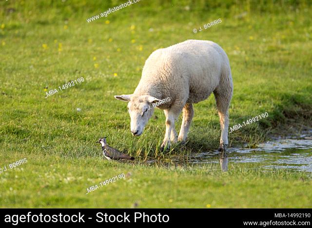Lapwing, Vanellus vanellus and sheep