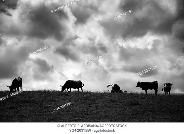 Cows grazing along the coast of Llanes. Asturias. Spain