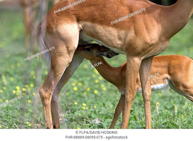 Young Impala suckles from its mother - Botswana