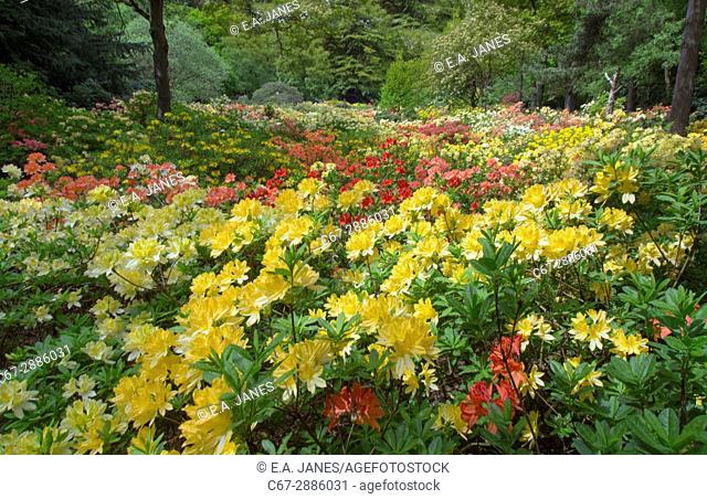 Azaleas and Rhododendrons Stody Lodge Gardens Norfolk May