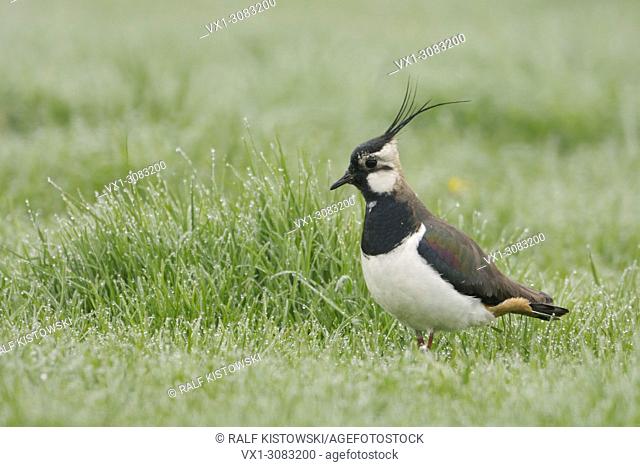 Lapwing ( Vanellus vanellus ), beautiful adult, male, standing on a wet meadow, looking attentive around, wildlife, Europe