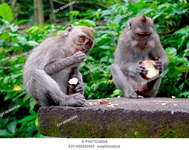 Two monkeys eating