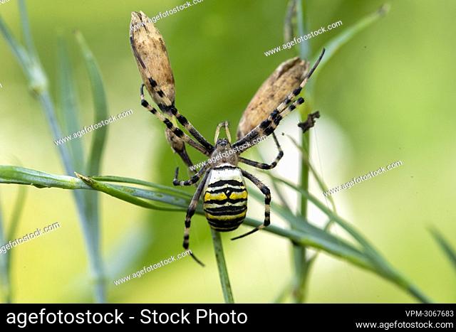 Illustration picture shows a wasp spider (Argiope bruennichi) in a garden in Lierde, Saturday 21 August 2021...BELGA PHOTO NICOLAS MAETERLINCK