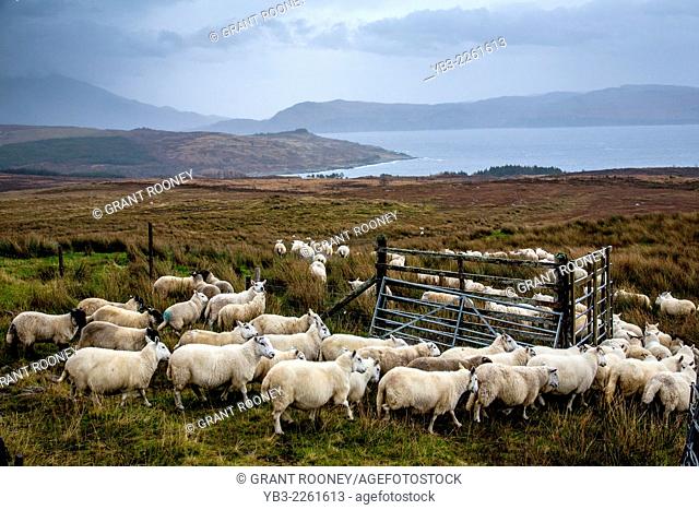 Sheep Farming, Isle of Skye, Scotland