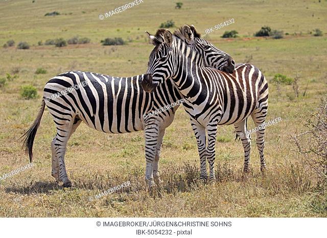 Cape mountain zebras (Equus zebra zebra), two adult zebras, social behaviour, Mountain Zebra National Park, Eastern Cape, South Africa, Africa