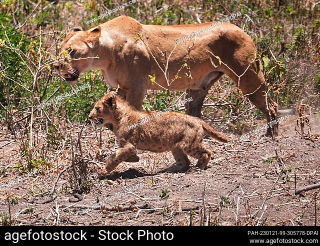 24 September 2022, Tanzania, Nyabogati: A lioness (Panthera leo) walks with her cub along the edge of the road to the forest in Serengeti National Park