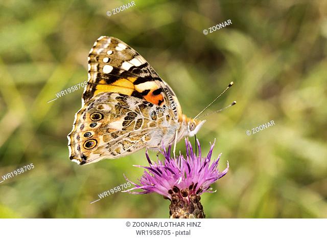 Vanessa cardui, Painted Lady butterfly, Germany