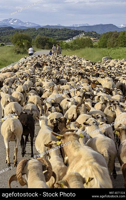 A shepherd and his flock of sheep during the transhumance between inland Catalonia and the Pyrenees (Lluçanès, Osona, Barcelona, Catalonia, Spain)