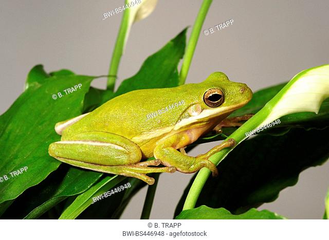 green treefrog, American green tree frog (Hyla cinerea), sitting on a plan, USA