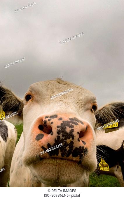 Close-up of a cow, County Wexford, Ireland