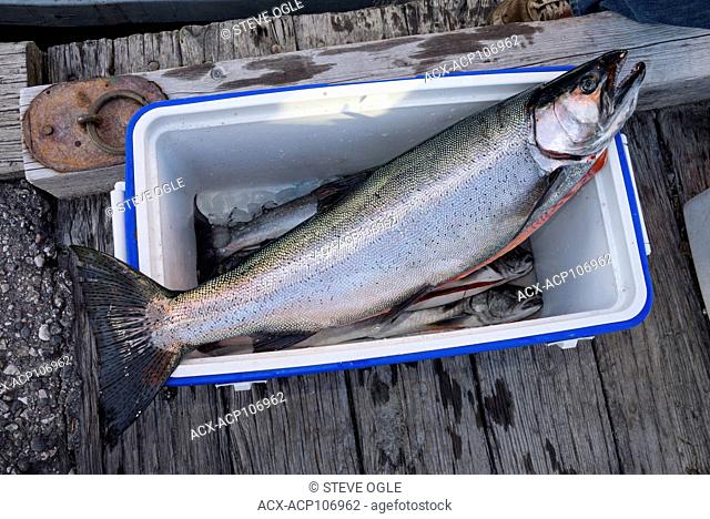 A Gerrard Rainbow trout is too big for the cooler, Kootenay Lake, BC