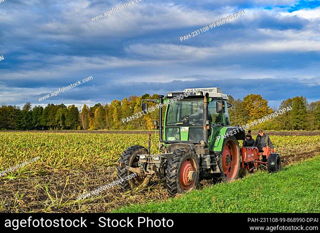 08 November 2023, Brandenburg, Lübbenau: Harvest workers from the Spreewald vegetable farm take freshly harvested horseradish roots out of the ground behind a...