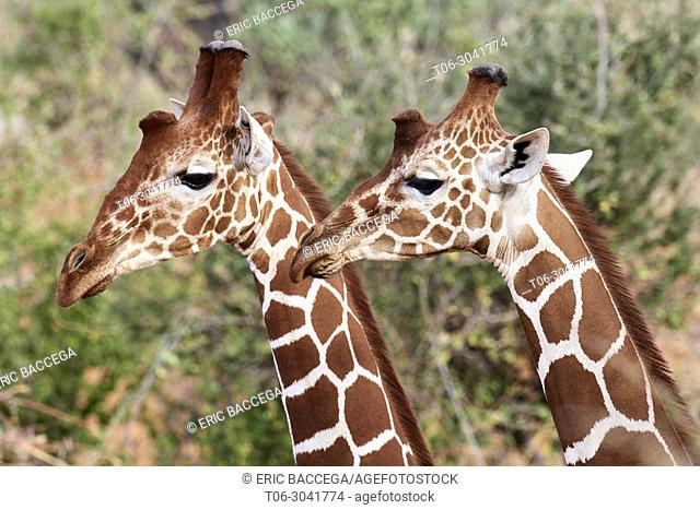 Two reticulated giraffe {Giraffa camelopardalis reticulata} head and necks, Samburu National Reserve, Kenya, Africa