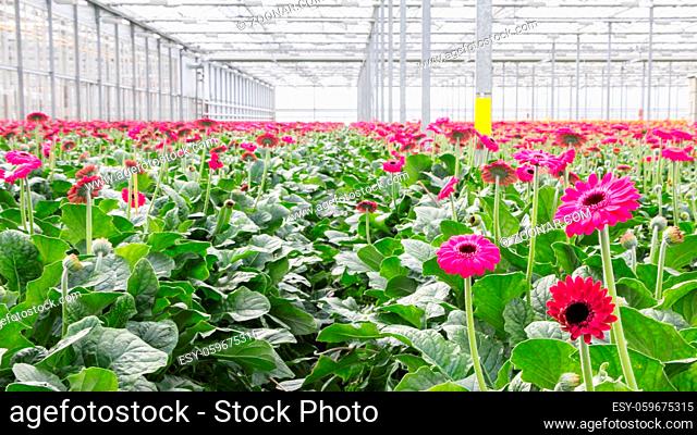 Large Dutch greenhouse with pink blooming Gerberas