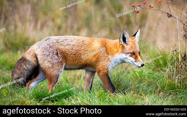 Red fox, vulpes vulpes, walking on fresh meadow in autumn nature. Wild predator moving on green grassland in fall. Orange mammal going in wilderness