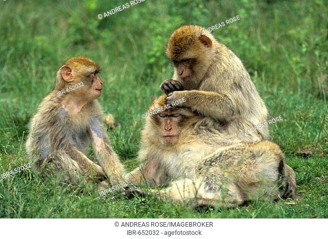 Barbary Macaques (Macaca sylvanus), Gibraltar, Iberian Peninsula, Europe