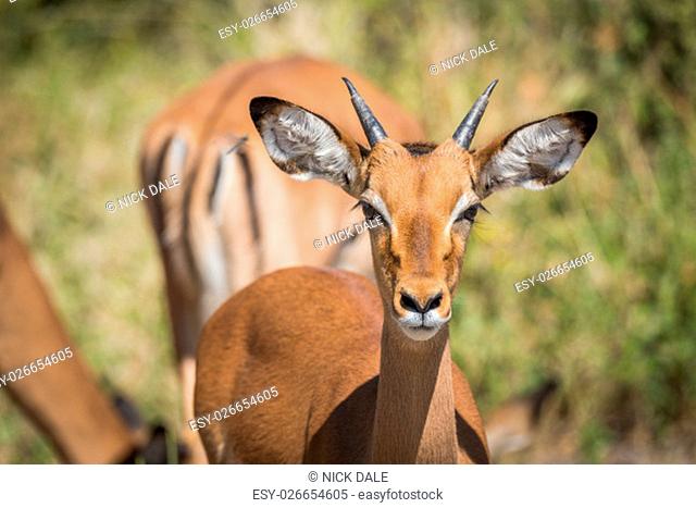 Close-up of young male impala head on
