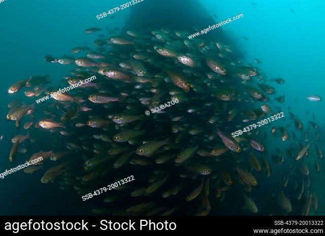 A swirling School of Golden Sweeper, Parapriacanthus ransonneti, Rice Bowl Wreck, Usukan, Sabah, Malaysia Borneo