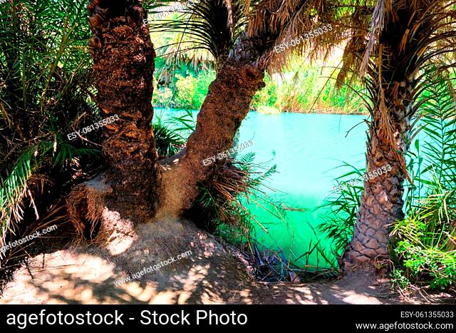 Palm tree forest of Cretan date palm Phoenix theophrastii and Megalopotamos river of Preveli, Crete island, Greece. Tracking shot