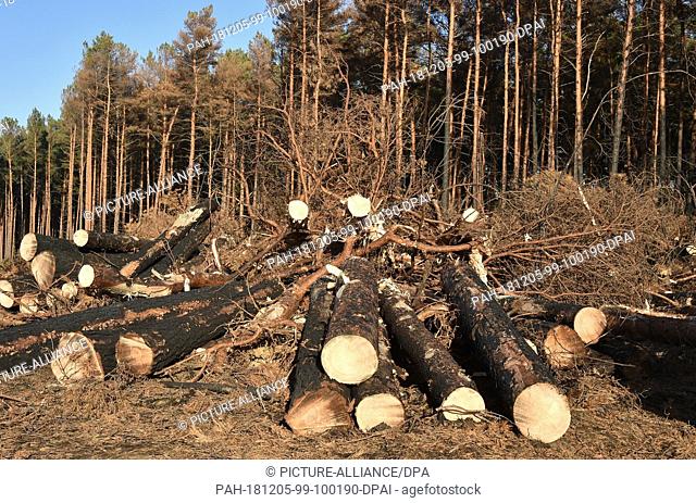 05 December 2018, Brandenburg, Treuenbrietzen: Felling pines lie in the middle of the forest fire area on the B 102. Several hundred hectares of forest were...