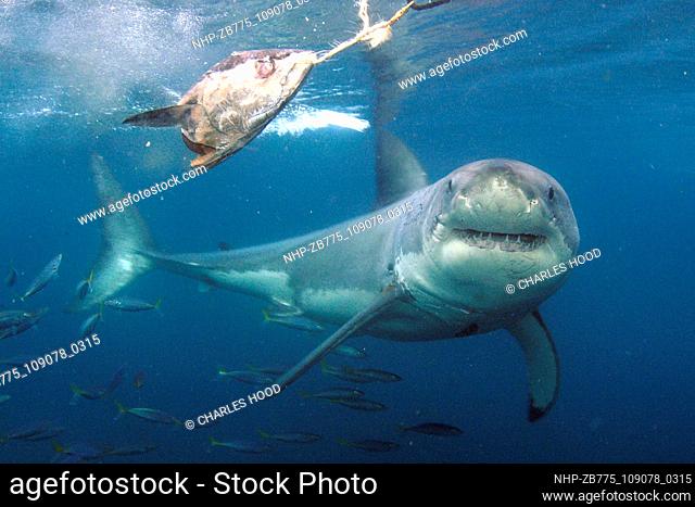 Great white shark     Date: 07/11/2003  Ref: ZB775-109078-0315  COMPULSORY CREDIT: Oceans Image/Photoshot