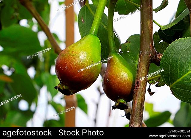 Two green pears hanging from a branch in a tree