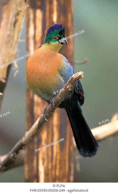 Purple-crested Lourie Tauraco porphyreolophus perched on branch