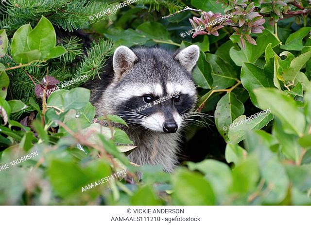 Raccoon, Procyan lotor, Western Washington