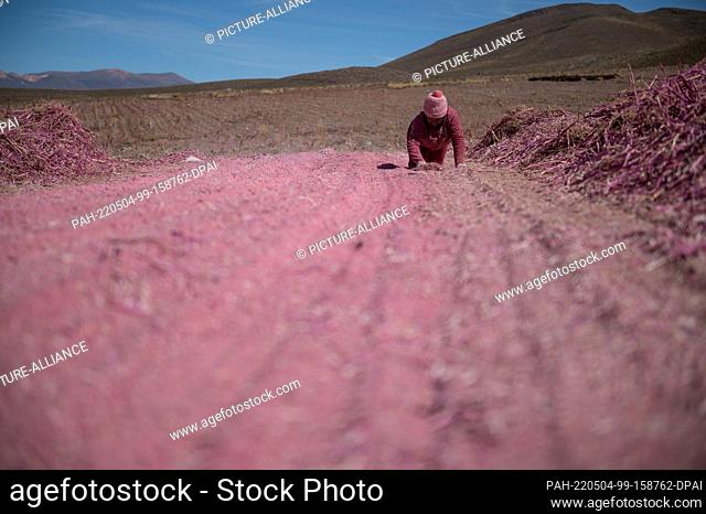 28 April 2022, Bolivia, Bella Vista: A smallholder farmer separates quinoa grains during harvest. Quinoa is considered extremely hardy and grows even under...