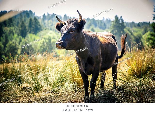 Bull walking in rural field