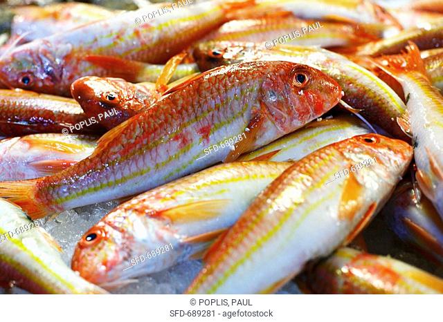 Fresh Red Mullet at Fish Market in Venice Italy