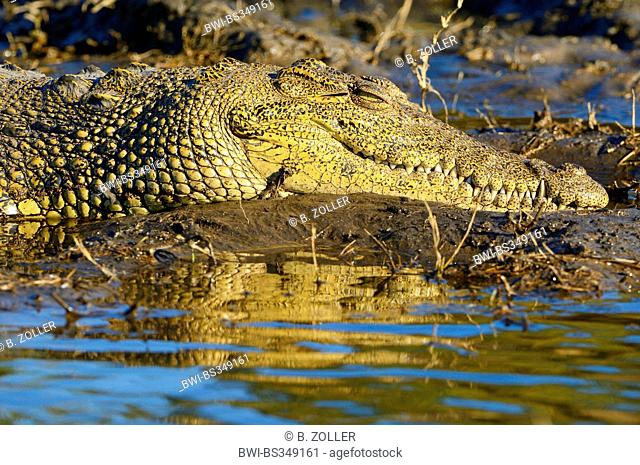 Nile crocodile (Crocodylus niloticus), crocodile resting on a sand bank in a river in evening light, Botswana, Chobe National Park
