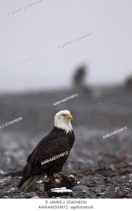 Bald Eagle (Haliaeetus leucocephalus) mature, portrait, in snow, on rocky beach, Homer, Alaska, 3/27/06, Digital Capture